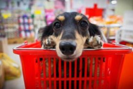 Dog shopping