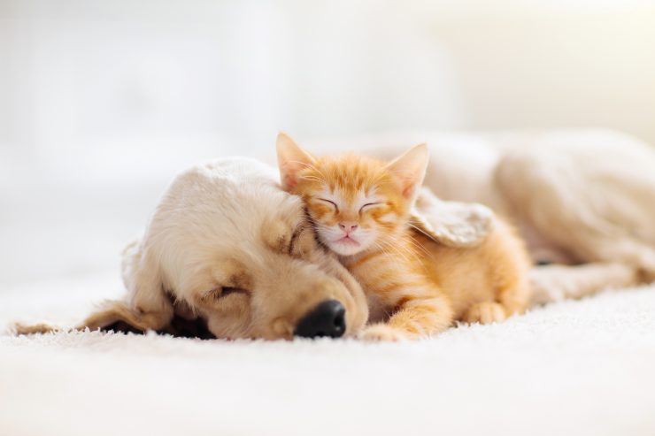 Here Are Some NYC Animal Shelters That Are Offering Foster ...