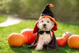 dog-halloween-costume-pumpkins