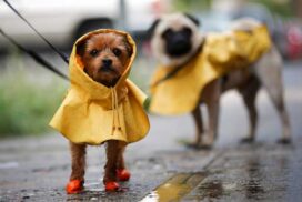 dog-rain-coats