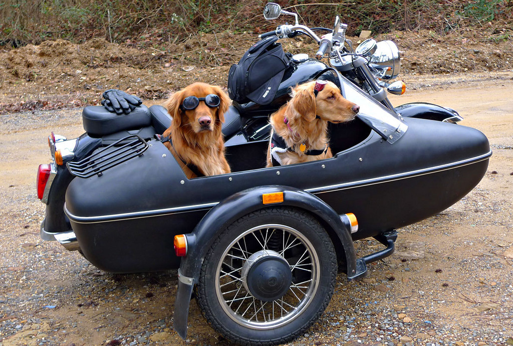 Why Some Dogs Are Riding Shotgun In Motorcycle Sidecars - Pet Friendly Manhattan Real Estate