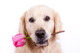 Golden retriever dog with flower
